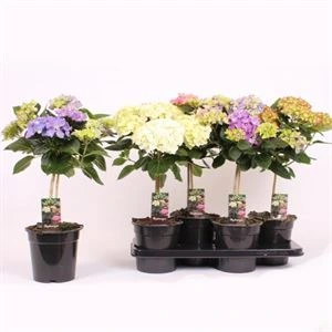 Kp17 Hortensia Divers