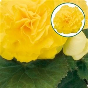 Begonia knol P12 Tub. Yellow