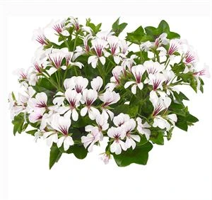 Geranium Hang P12 Balcon Polar
