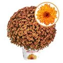 Bolchrysant P19 Orange