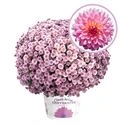 Bolchrysant P19 Pink