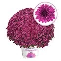 Bolchrysant P19 Purple