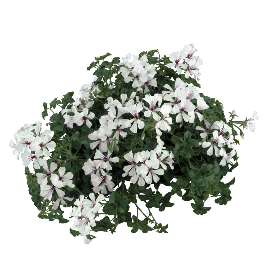 [625S764V] Geranium Hang P12 Balcon  Glacier White