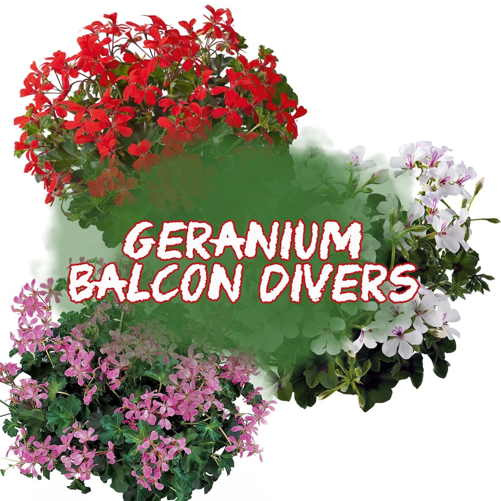 [625S1877V] Geranium Hang P12 Balcon Divers