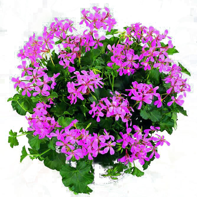 [625S761V] Geranium Hang P12 Balcon Lilac