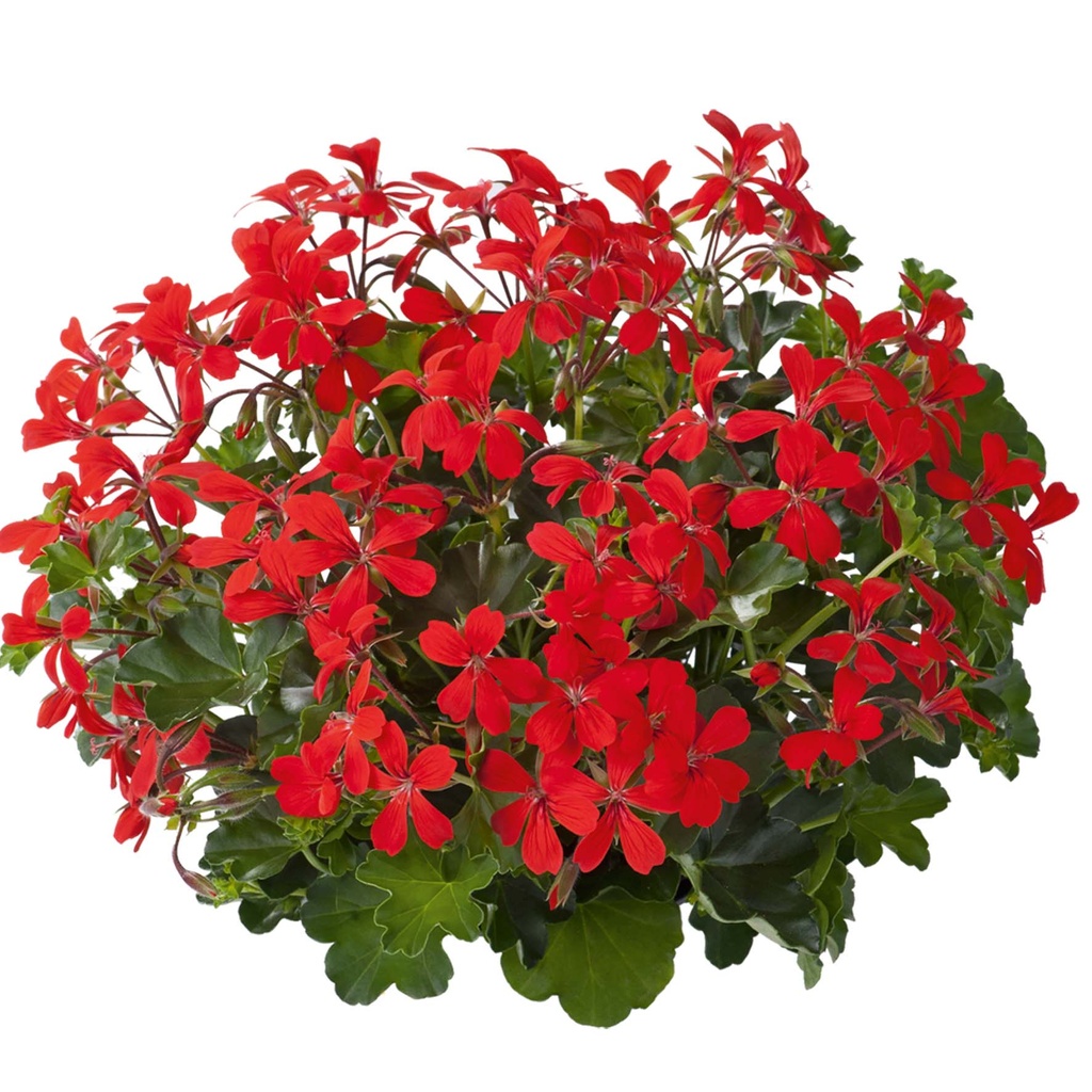[625S762V] Geranium Hang P12 Balcon Red