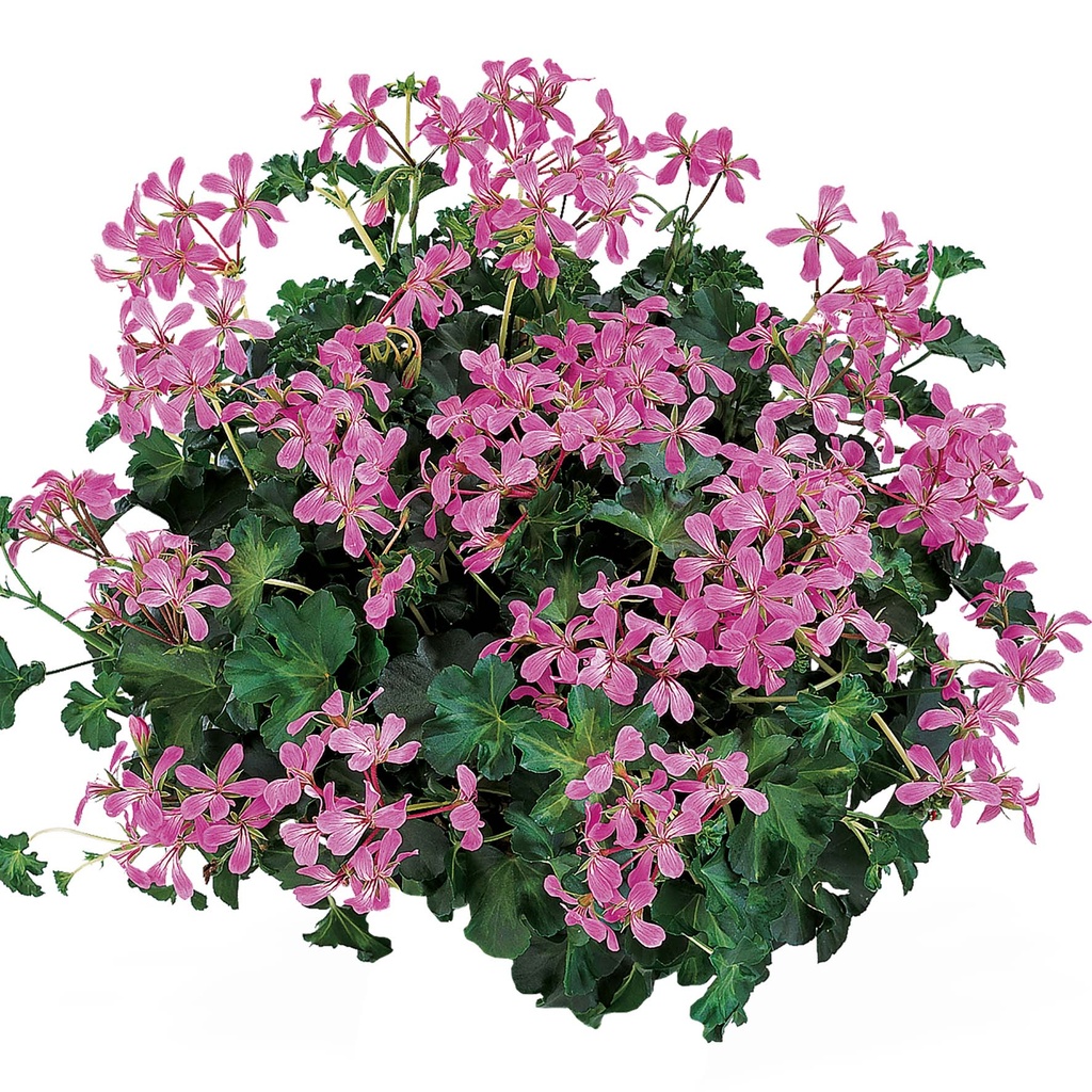 [625S2213V] Geranium Hang P12 Balcon ice dance