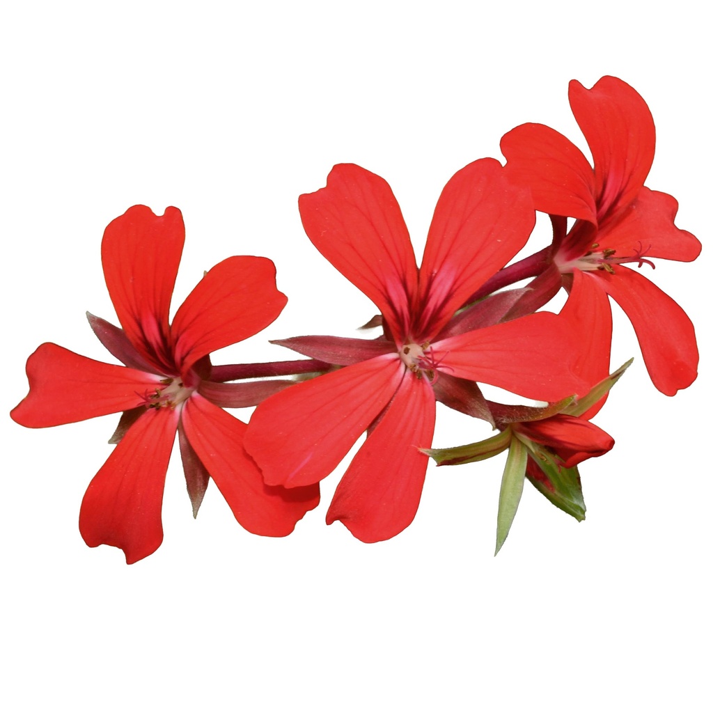 [625S3261V] Geranium Hang P12 Balcon shocking pink