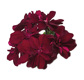 [625S3199V] Geranium Hang P12 Double Burgundy