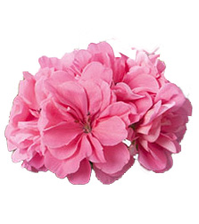 [625S3200V] Geranium Hang P12 Double Erke