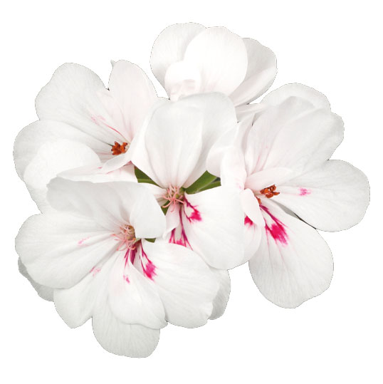 [625S3201V] Geranium Hang P12 Double Evita White