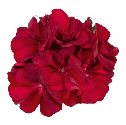 [625S2953V] Geranium Hang P12 Double Medio Karolina