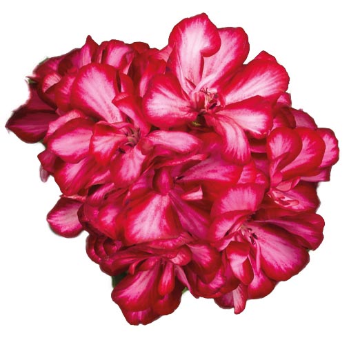 [625S2955V] Geranium Hang P12 Double Medio Lollipop Mariska