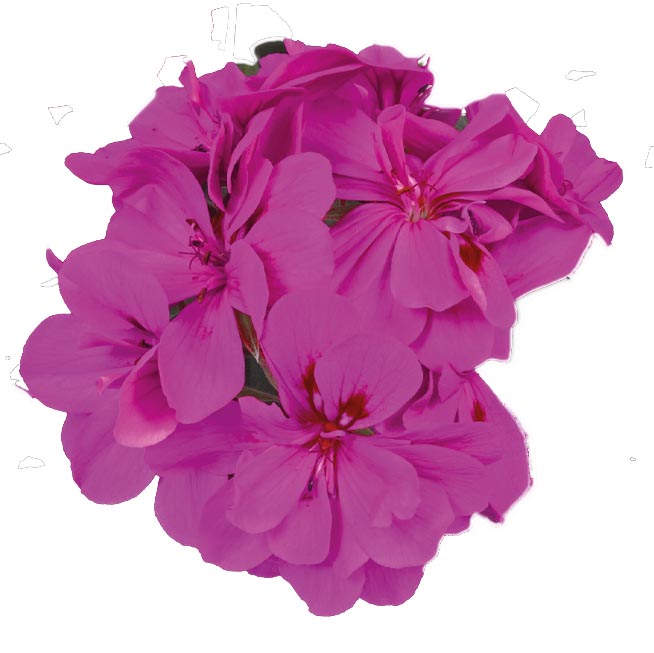 [625S2362V] Geranium Hang P12 Double Moonflair Amethyst