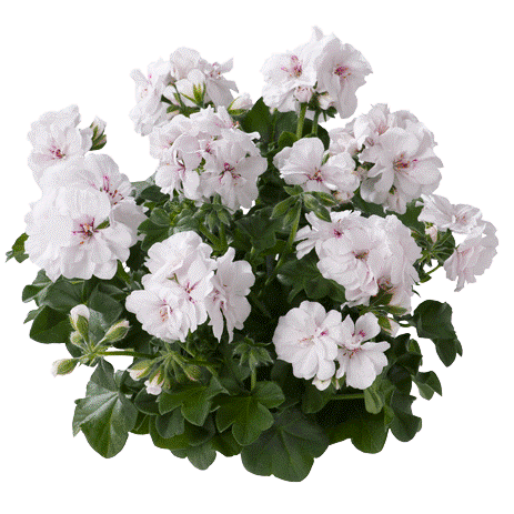 [625S1707V] Geranium Hang P12 Double Royal White