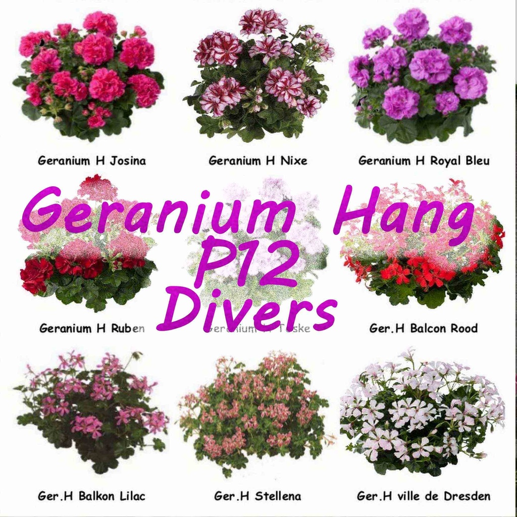 [625S1066V] Geranium Hang P12 double divers