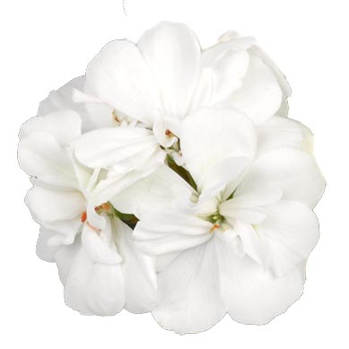 [626S2370V] Geranium Staand P12 Castello Isabella