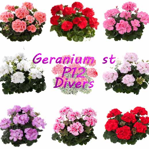 [626S1065V] Geranium Staand P12 Divers