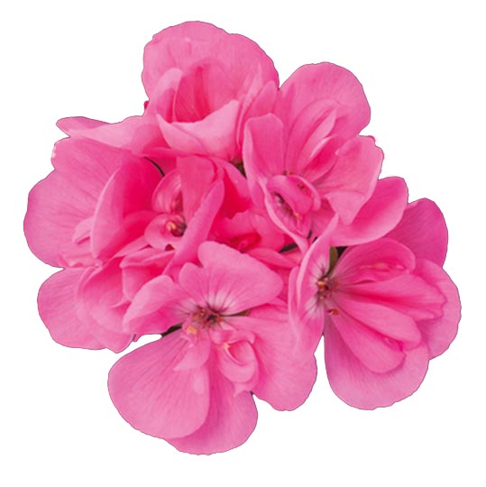 [626S777V] Geranium Staand P12 Dolce Vita Anne