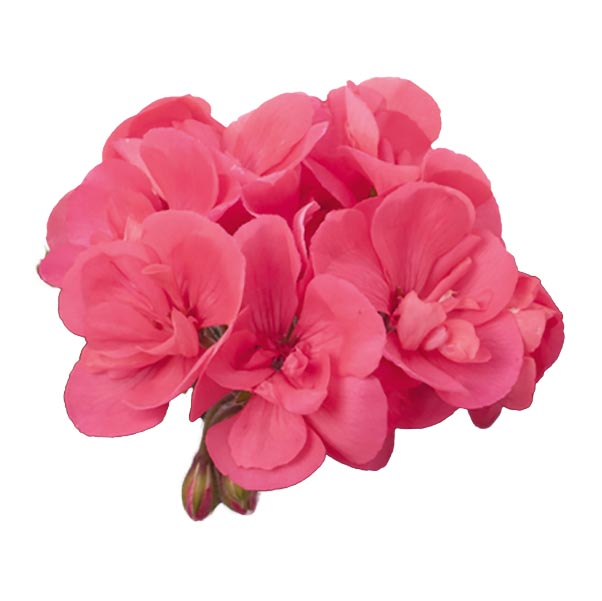 [626S2952V] Geranium Staand P12 Dolce Vita Lisa