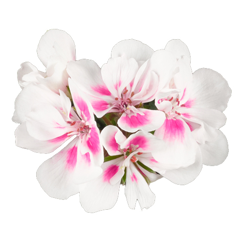 [626S3282V] Geranium Staand P12 Dolce Vita Stella