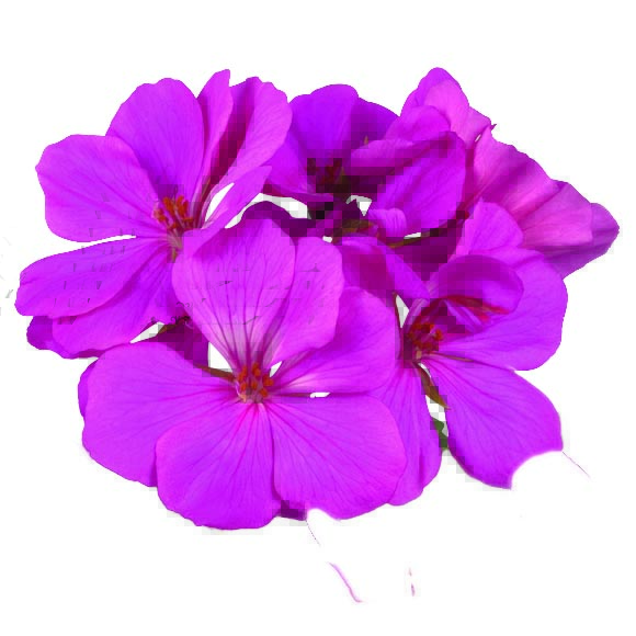 [626S3101V] Geranium Staand P12 Dolce vita evi blue