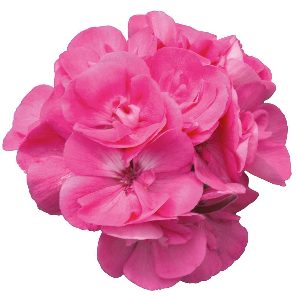 [626S3099V] Geranium Staand P12 Moonlight Amelie