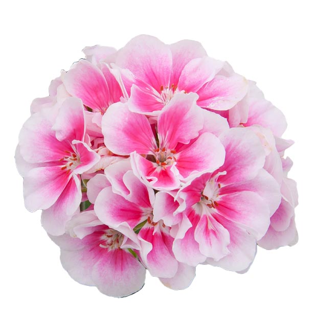 [626S2667V] Geranium Staand P12 Moonlight Katy