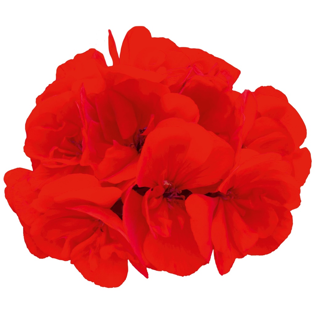 [626S2949V] Geranium Staand P12 Moonlight On Fire