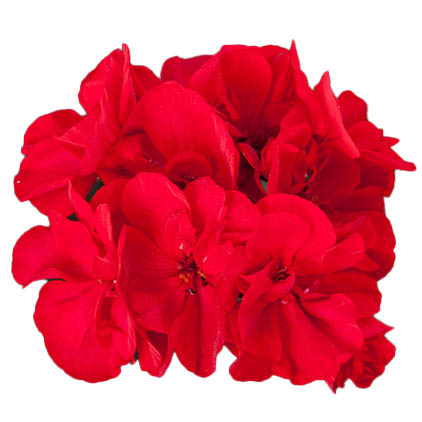 [626S2372V] Geranium Staand P12 Moonlight Tumbao