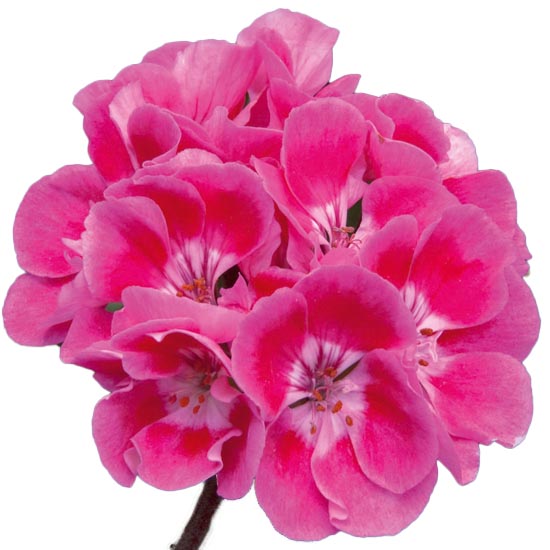 [626S2668V] Geranium Staand P12 Moonlight Vineta