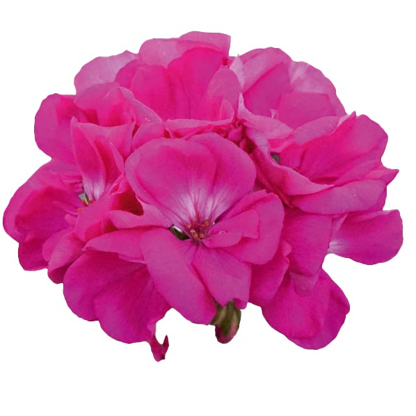 [626S2669V] Geranium Staand P12 Moonlight Vio