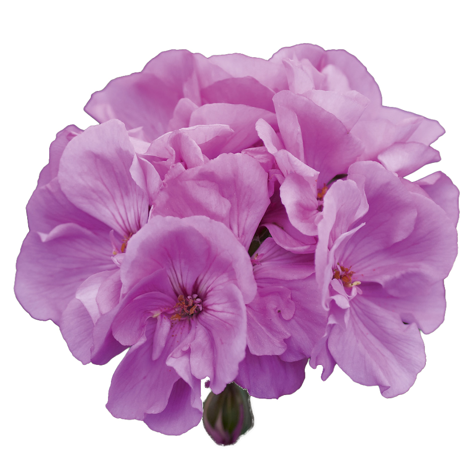 [626S3203V] Geranium Staand P12 Moonlight Violino