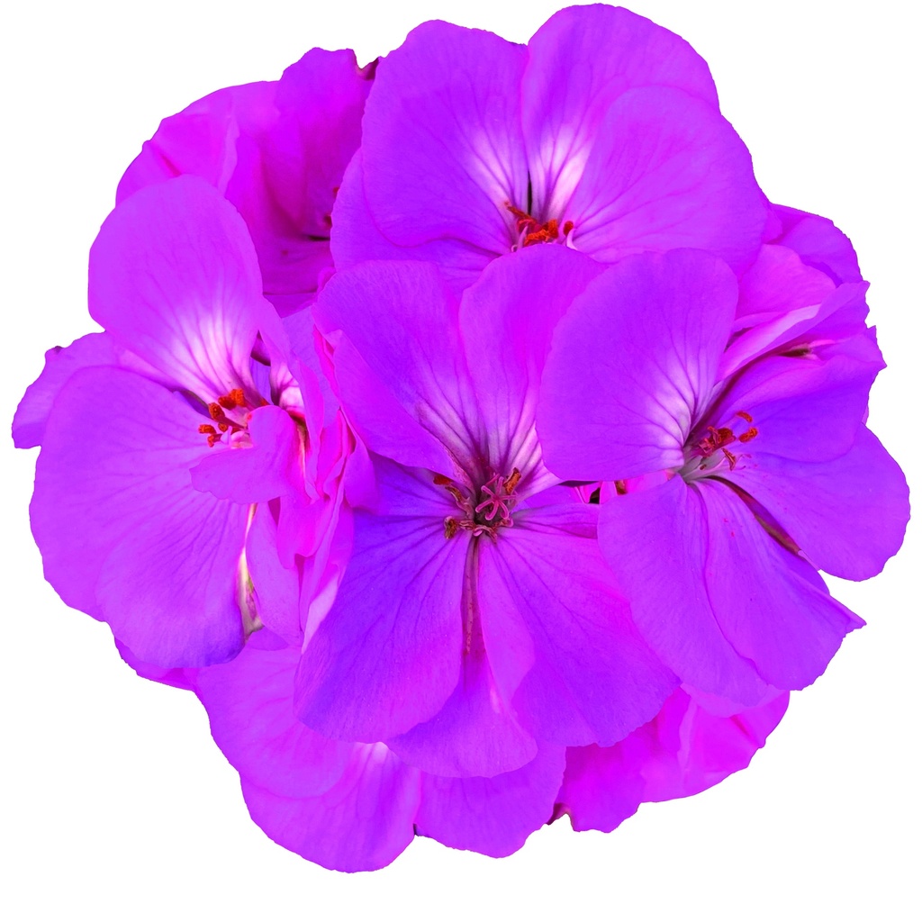 [626S3100V] Geranium Staand P12 Moonlight vivian