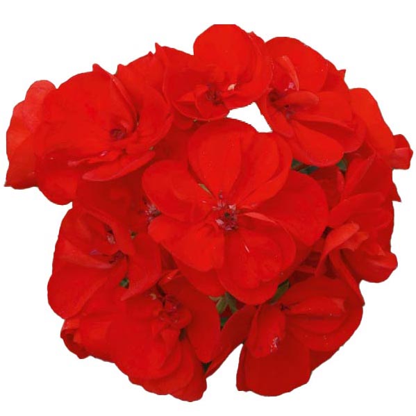 [626S2664V] Geranium Staand P12 Sunrise Elara