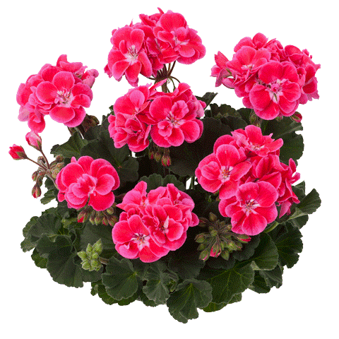[626S1251V] Geranium Staand P12 Tammo (roze rood met wit hart)
