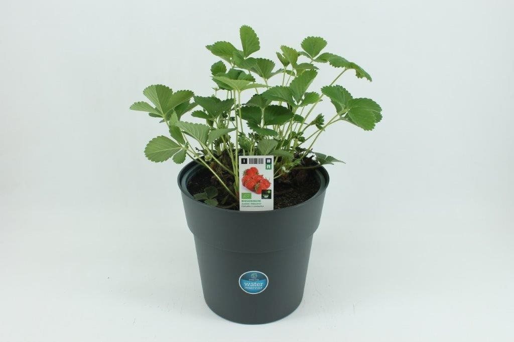 [1537SV] Aardbei terraspot 23cm