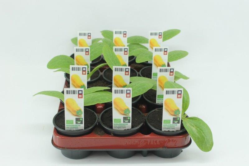 [1386SV] Courgette Geel Bio