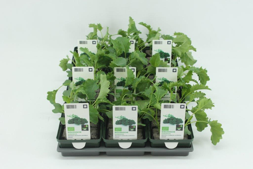 [1348SV] Kool. Boerenkool Bio Set