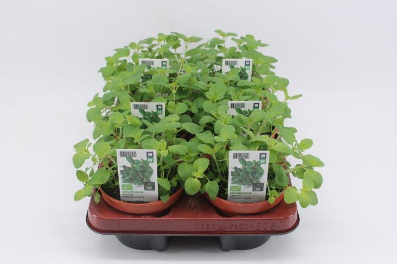 [1450SV] Oregano