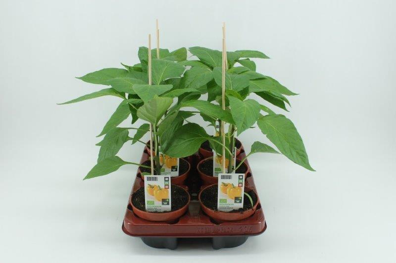 [1397SV] Paprika Geel (12cm pot)