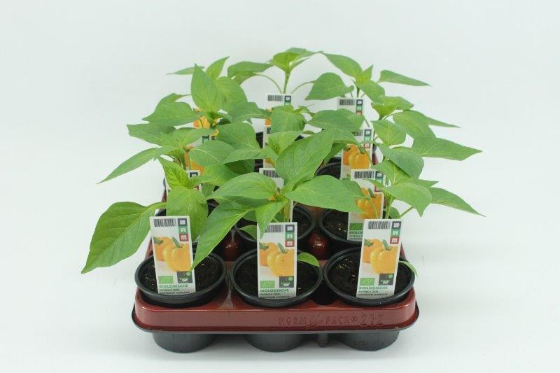 [1393SV] Paprika Geel Bio