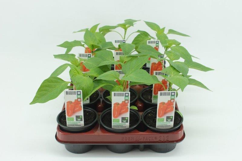 [1395SV] Paprika. Snackpaprika Oranje