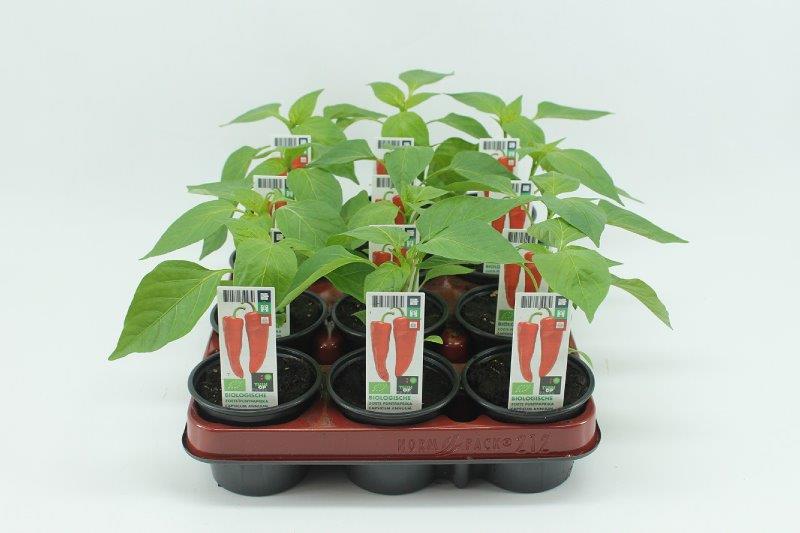 [1396SV] Paprika. Zoete punt paprika
