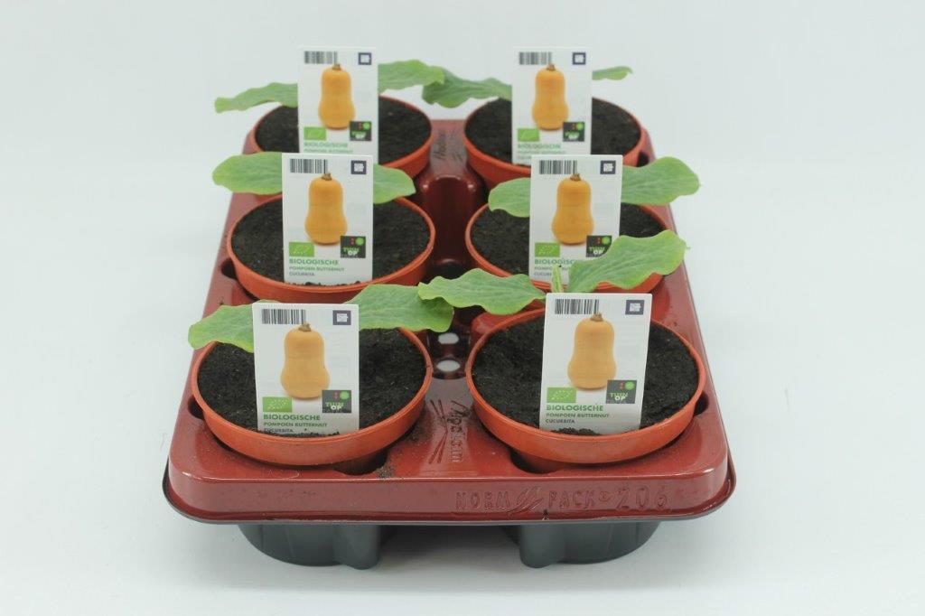 [1417SV] Pompoen. Butternut Bio