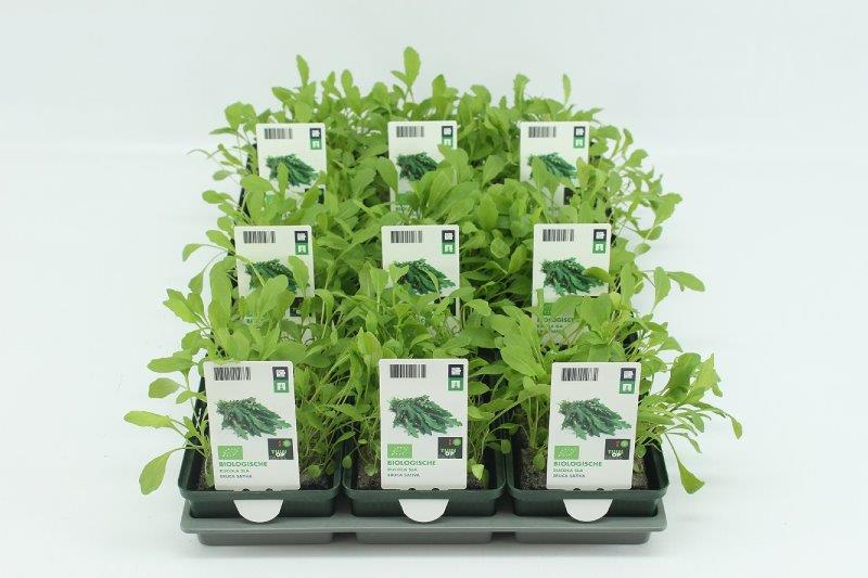 [1364SV] Rucola