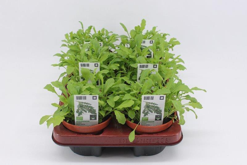 [1454SV] Rucola
