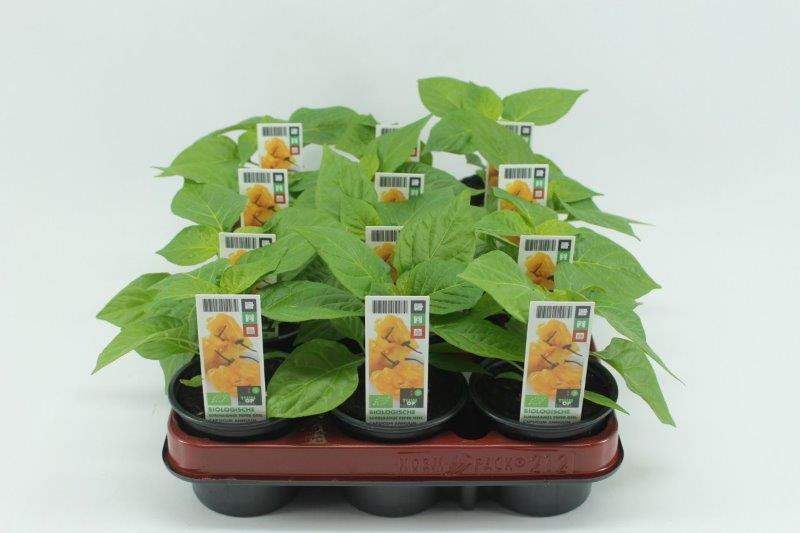 [1400SV] Surin. Peper Geel Bio