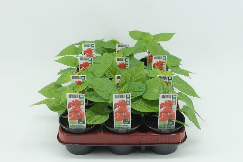 [1401SV] Surin. Peper Rood Bio