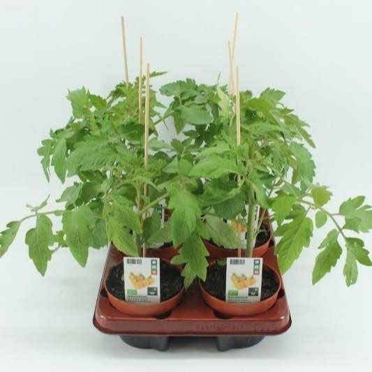 [1491SV] Tomaat. Cherrytomaat geel (12cm pot)